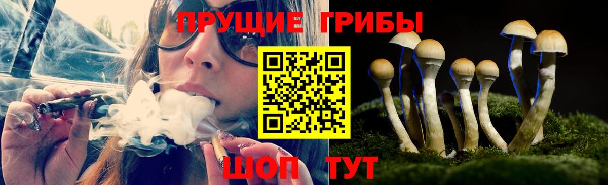 Псилоцибиновые грибы Psilocybe Белебей